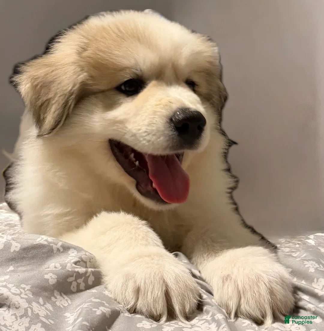 Great Pyrenees dogs for sale: Ravvy - Ad 2