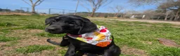 Labrador Retriever dogs for sale: Labrador Retriever Puppy 1 - Ad 11