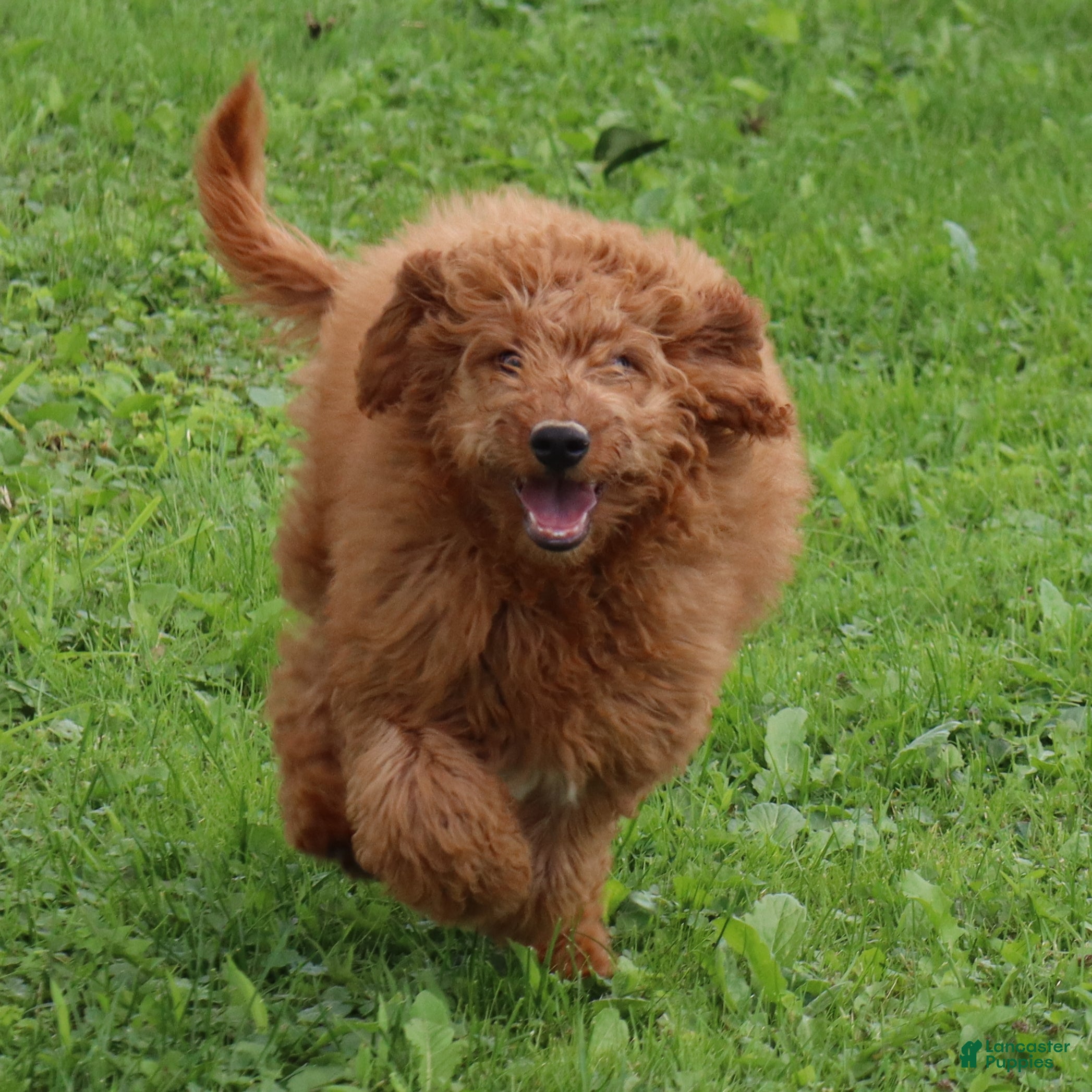 Mini Goldendoodle dogs Vanessa - Ad 2