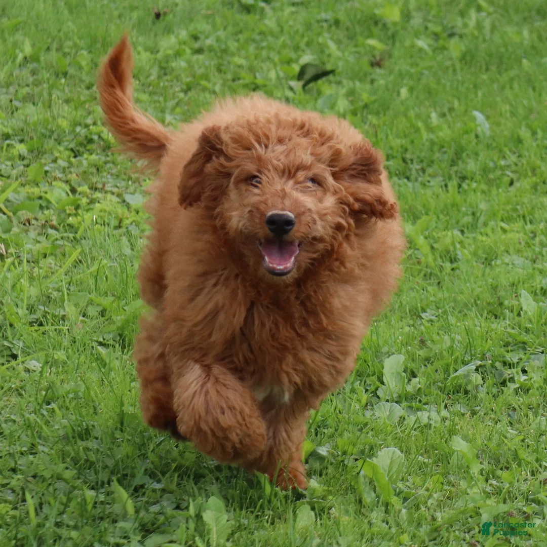 Mini Goldendoodle dogs for sale: Vanessa - Ad 2