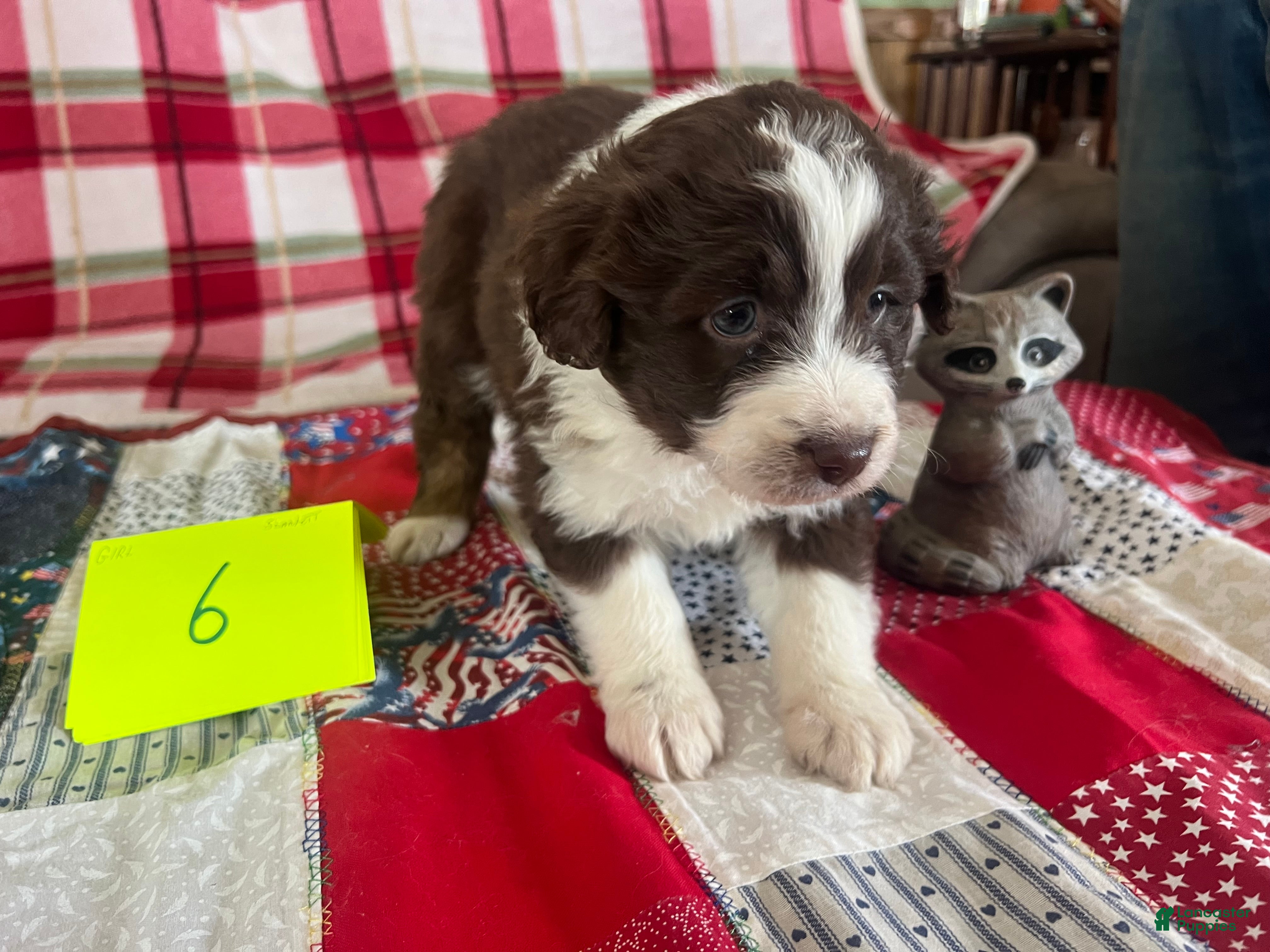 Mini Aussiedoodle dogs Scarlet Mini Aussiedoodle Puppy 6 - Ad 2