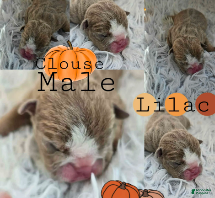 English Bulldog dogs Clouse - Ad 2