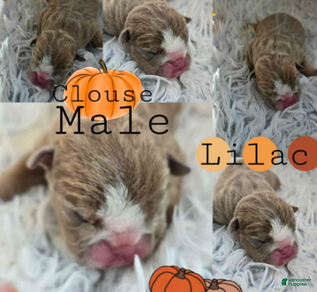 English Bulldog dogs for sale: Clouse - Ad 1
