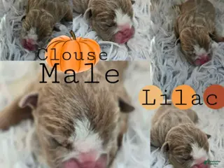 English Bulldog dogs Clouse - Ad 2