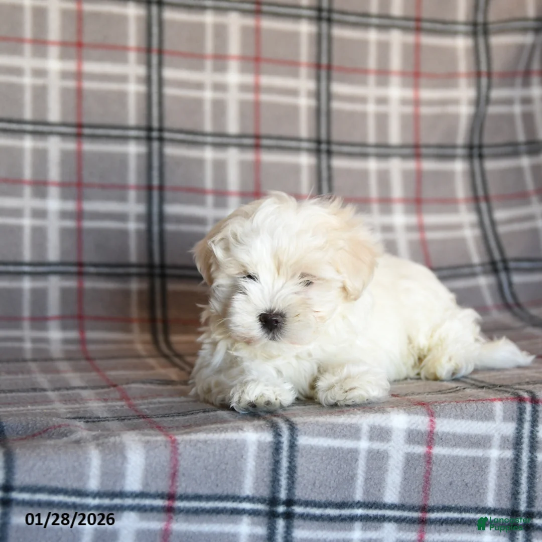 Maltese dogs for sale: Riley - Ad 4