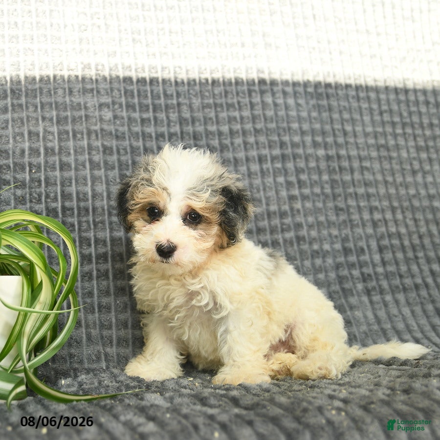 Maltipoo dogs Boomer  - Ad 2
