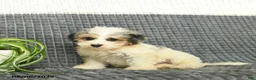 Maltipoo dogs for sale: Boomer  - Ad 2