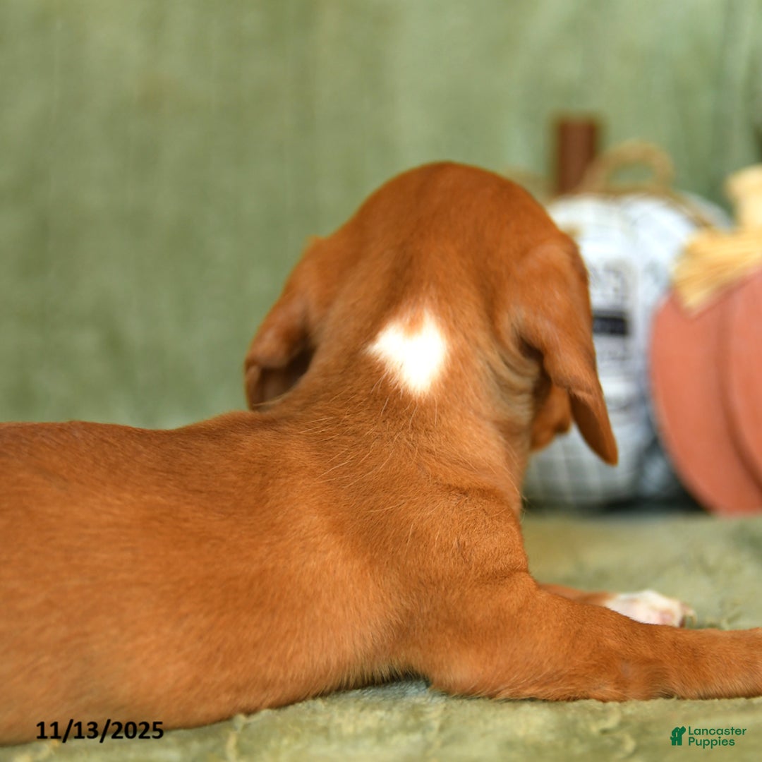 Miniature Dachshund dogs for sale: Zoe - Ad 6