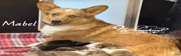 Mixed Breed dogs for sale: Full Tail Mismark  - Ad 4