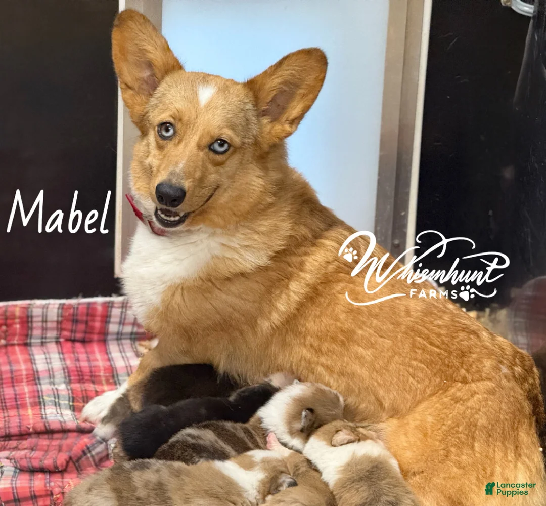 Mixed Breed dogs for sale: Full Tail Mismark  - Ad 4
