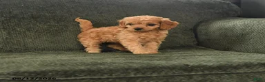 Pippin