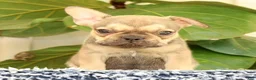 French Bulldog dogs for sale: Brooke - Ad 6