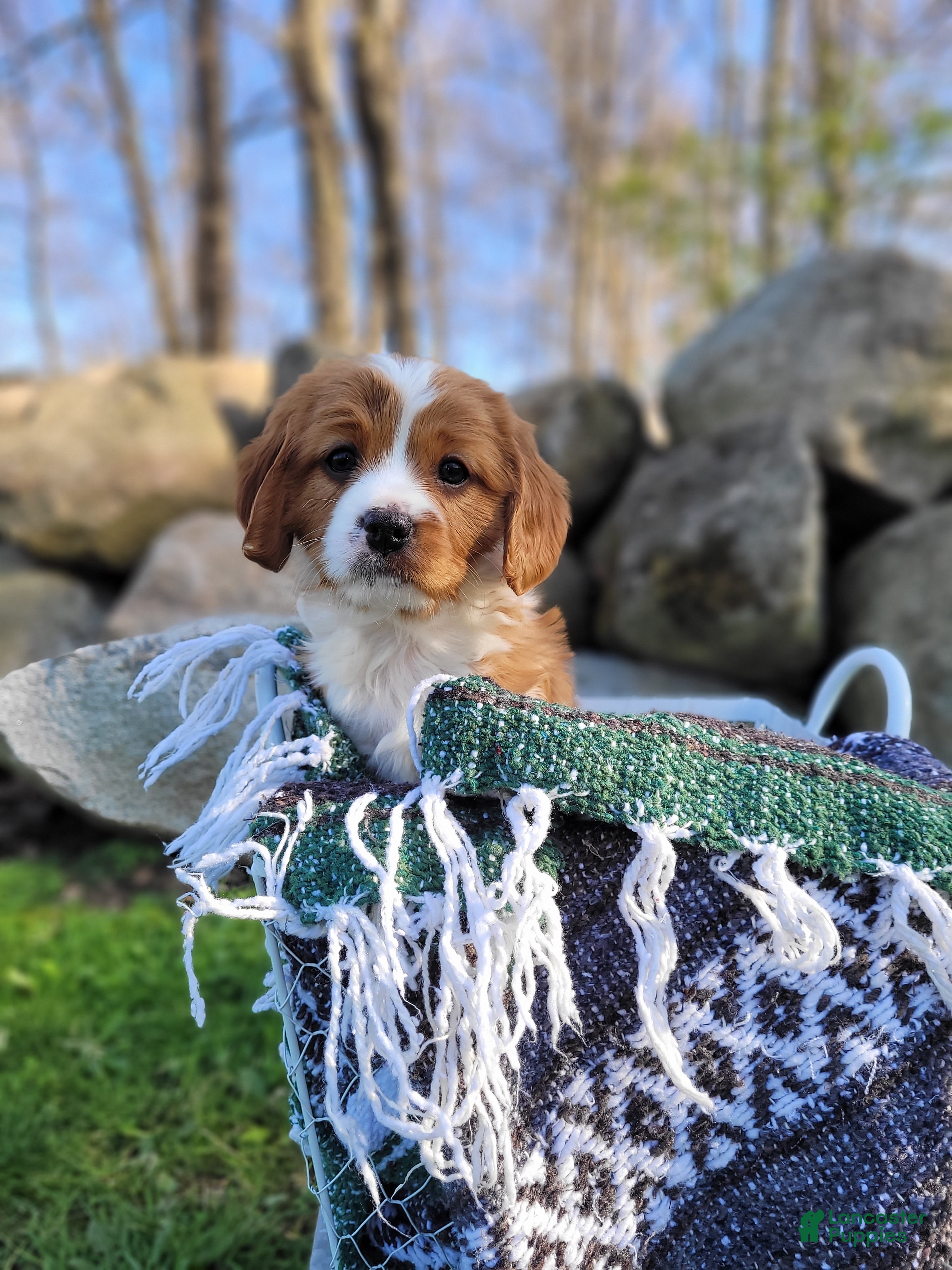 Cavapoo dogs Cavapoo Puppy 1 - Ad 1