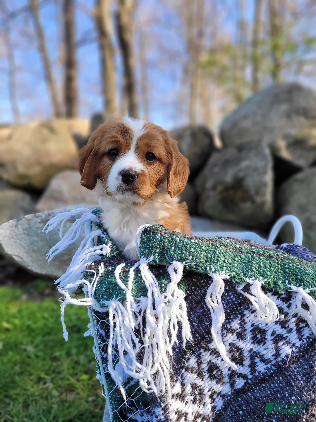 Cavapoo dogs for sale: Cavapoo Puppy 1 - Ad 1