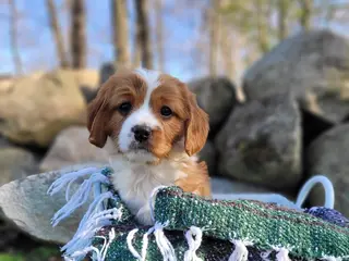 Cavapoo dogs for sale: Cavapoo Puppy 1 - Ad 3