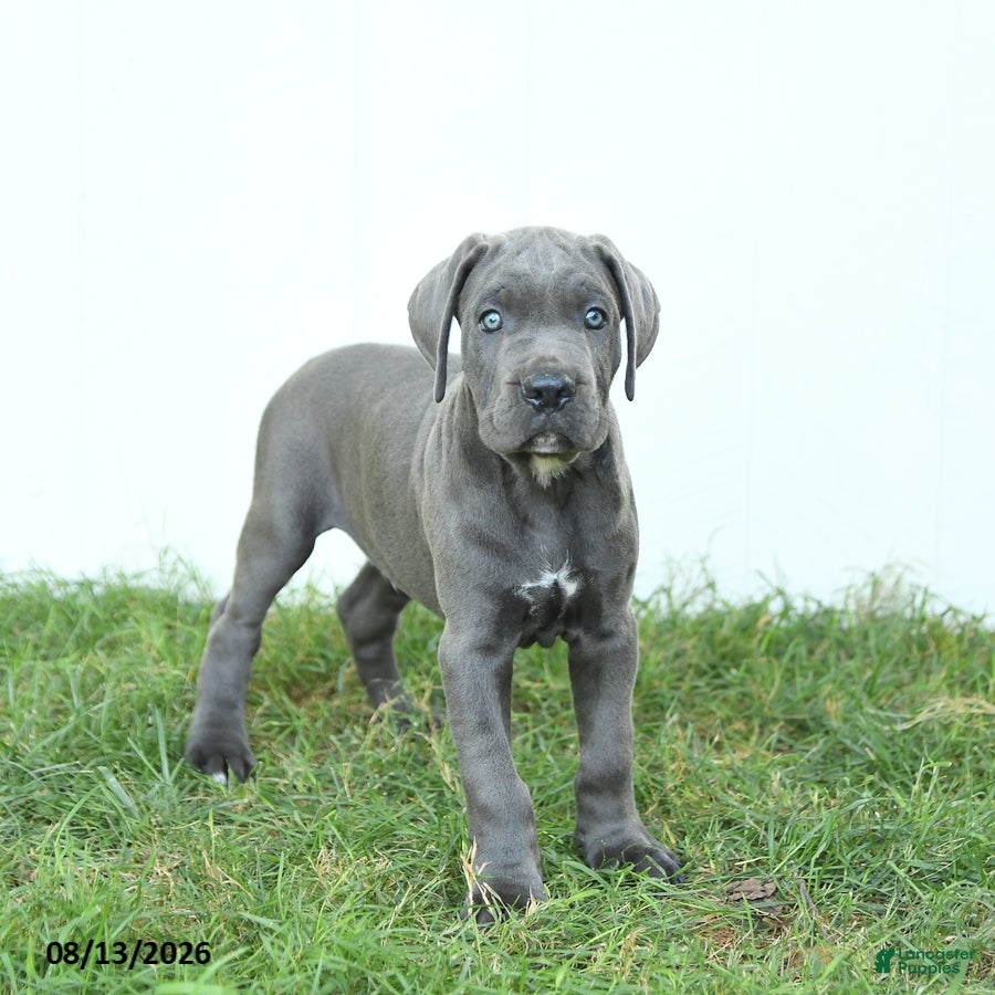Cane Corso dogs Roman - Ad 2