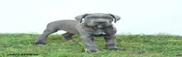 Cane Corso dogs for sale: Roman - Ad 7