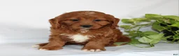 Cavapoo dogs for sale: Candy - Ad 7