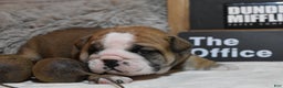 English Bulldog dogs for sale: Dwight - Ad 5