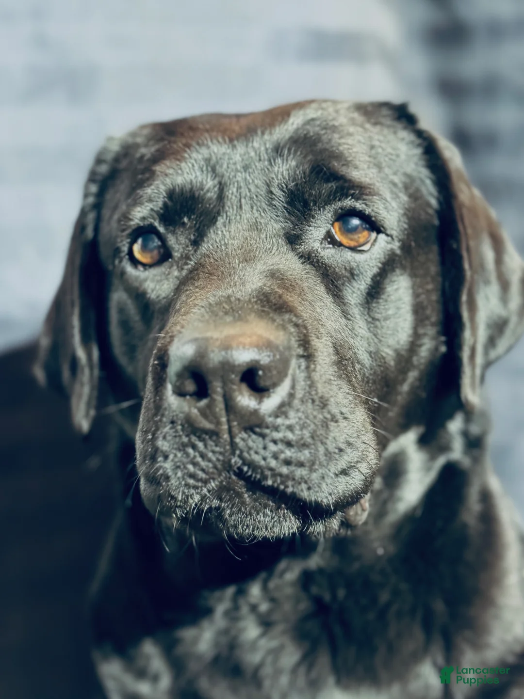 Labrador Retriever dogs for sale: Cookie 🍪  - Ad 6