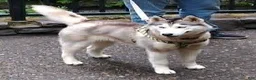 Siberian Husky dogs for sale: puppy 3 - Ad 2