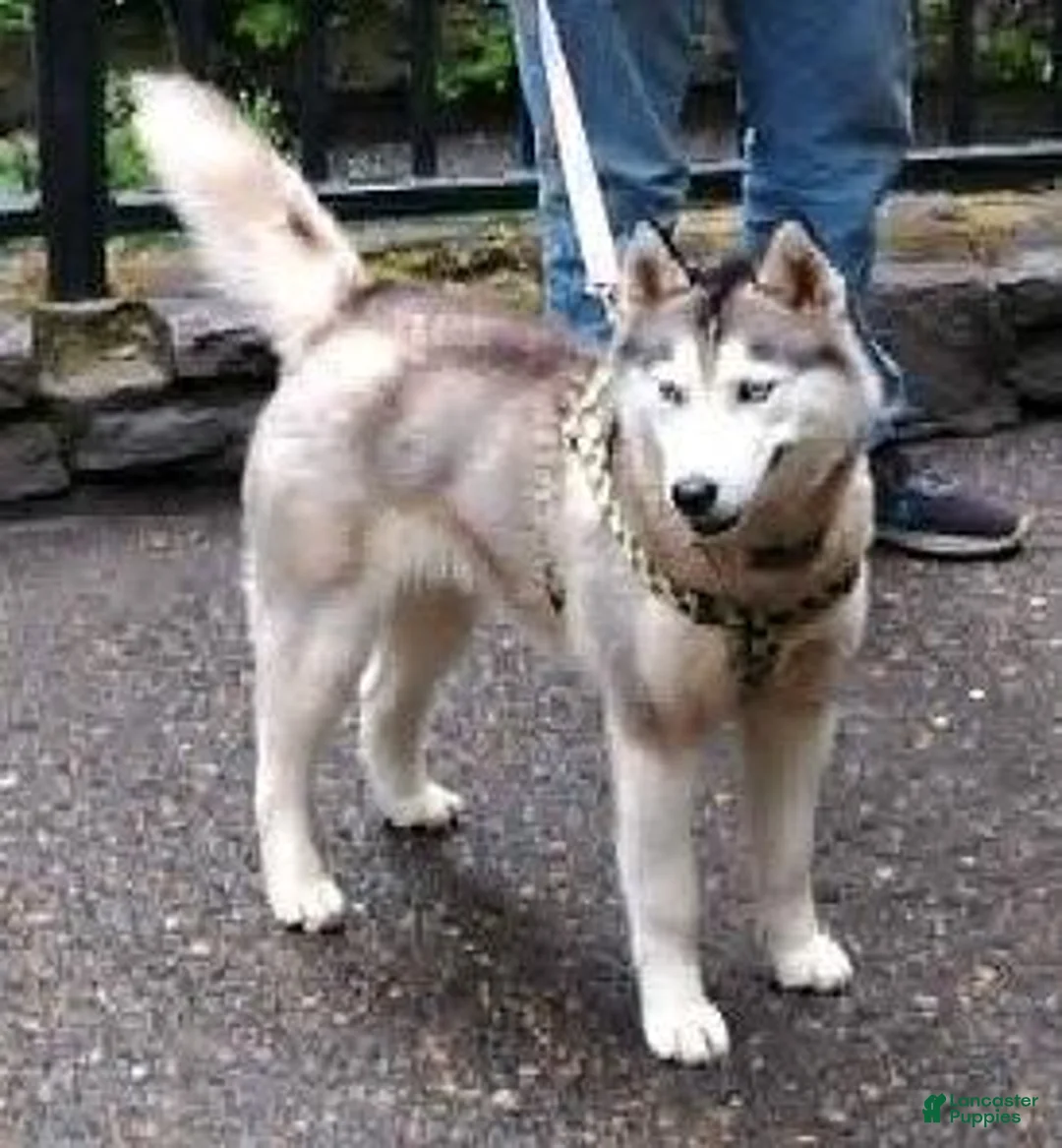 Siberian Husky dogs for sale: puppy 3 - Ad 2
