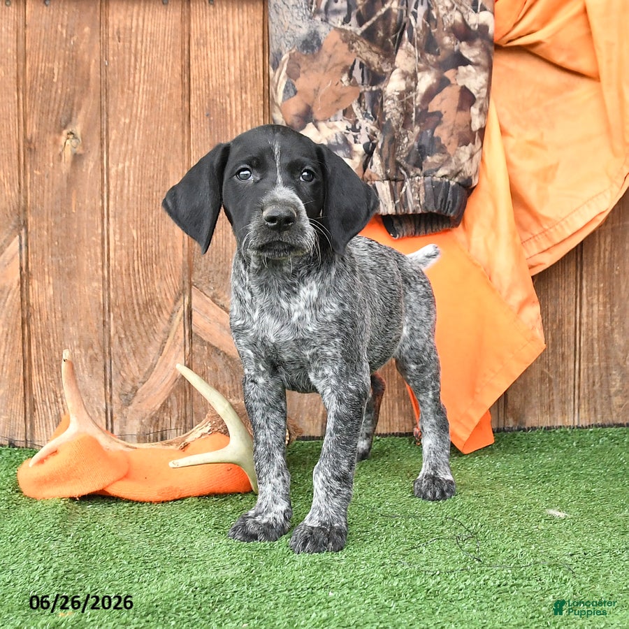 German Shorthaired Pointer dogs Sunshine - Ad 2