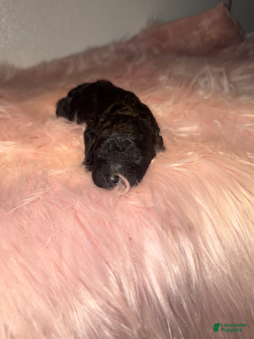 Standard Poodle dogs for sale: Standard Poodle Puppy 5 - Ad 15