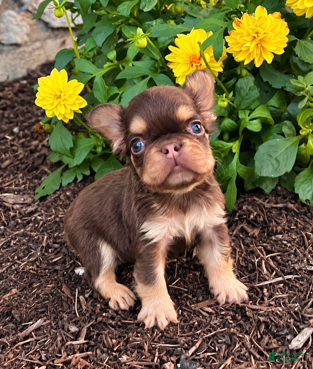 French Bulldog dogs French Bulldog 1 - Ad 2