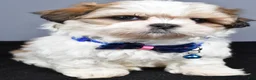 Shih Tzu dogs for sale: Manny - Ad 7