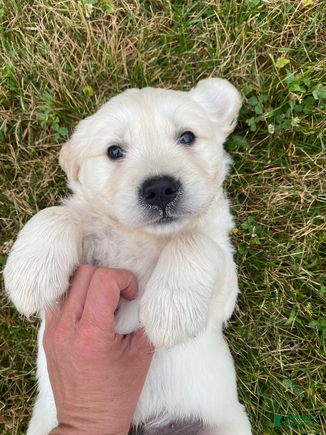 Golden Retriever dogs for sale: Huey - Ad 1