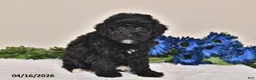 Miniature Poodle dogs for sale: Jewel - Ad 4