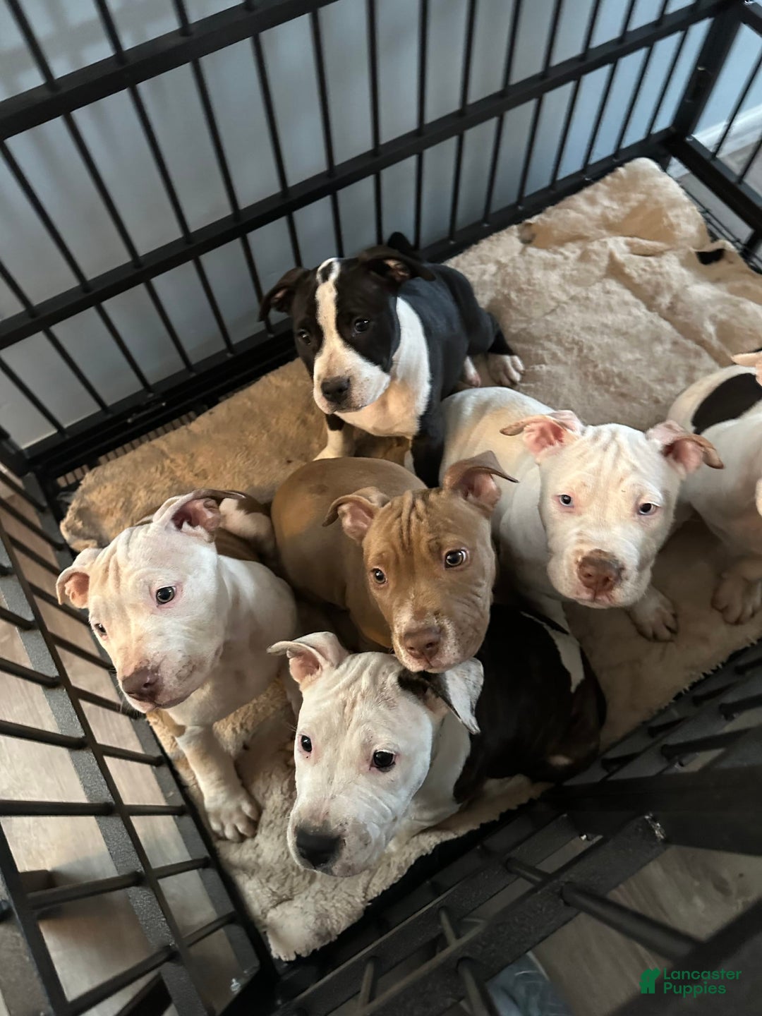 Gallery Image {{count}}