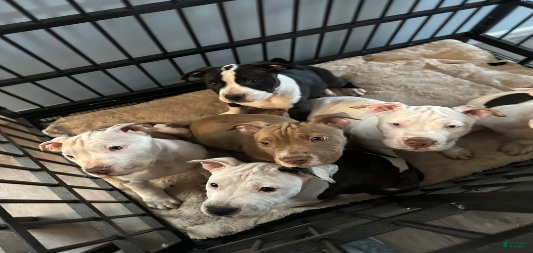 Gallery Image {{count}}