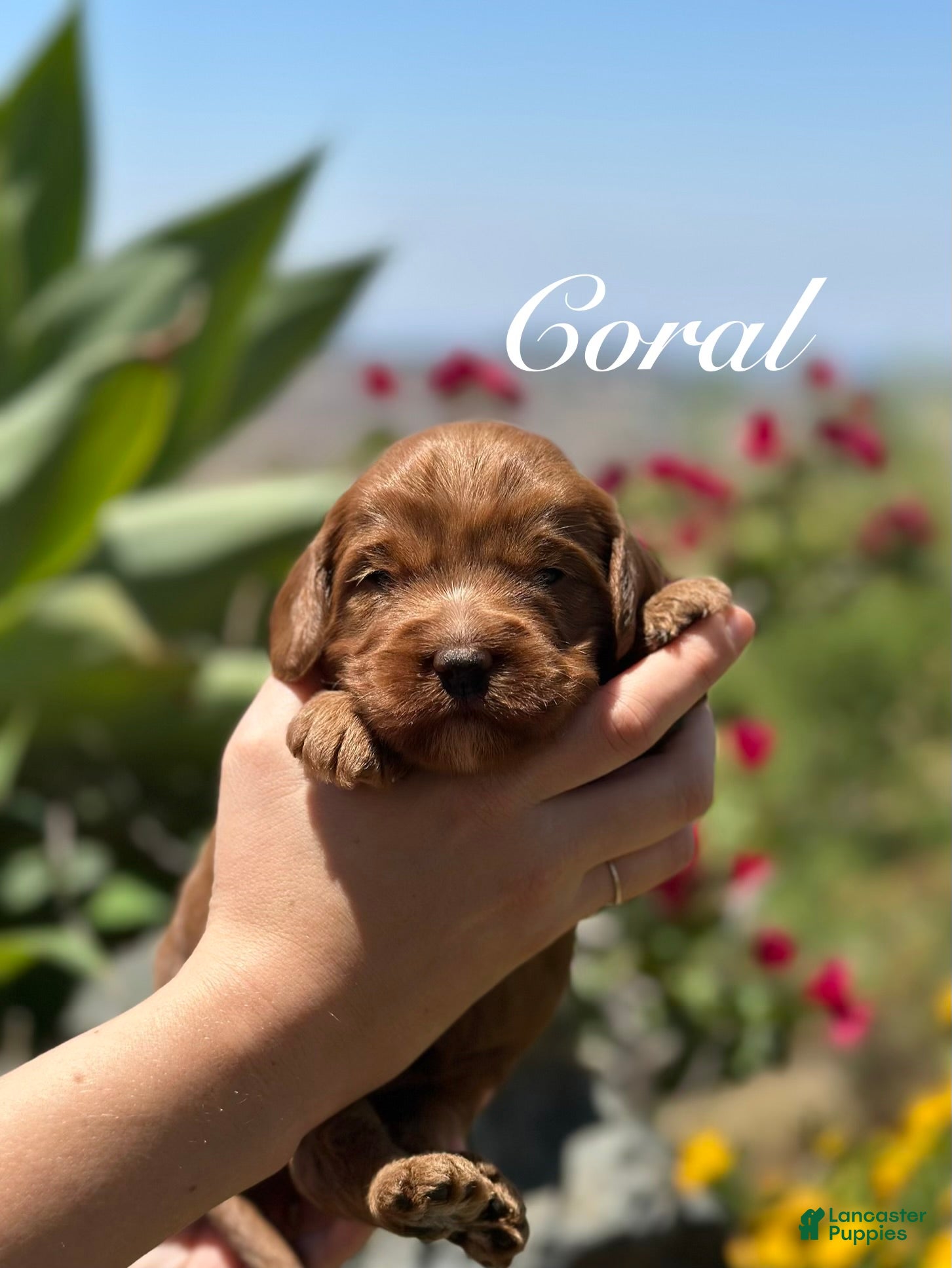 Australian Labradoodle dogs for sale: Coral - Ad 1