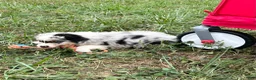 Australian Shepherd dogs for sale: Wade - Ad 3