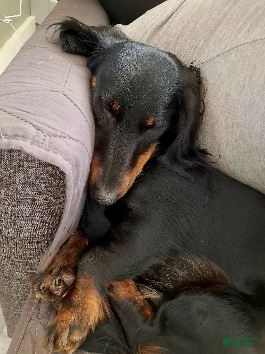 Miniature Dachshund dogs for sale: Harriet - Ad 11