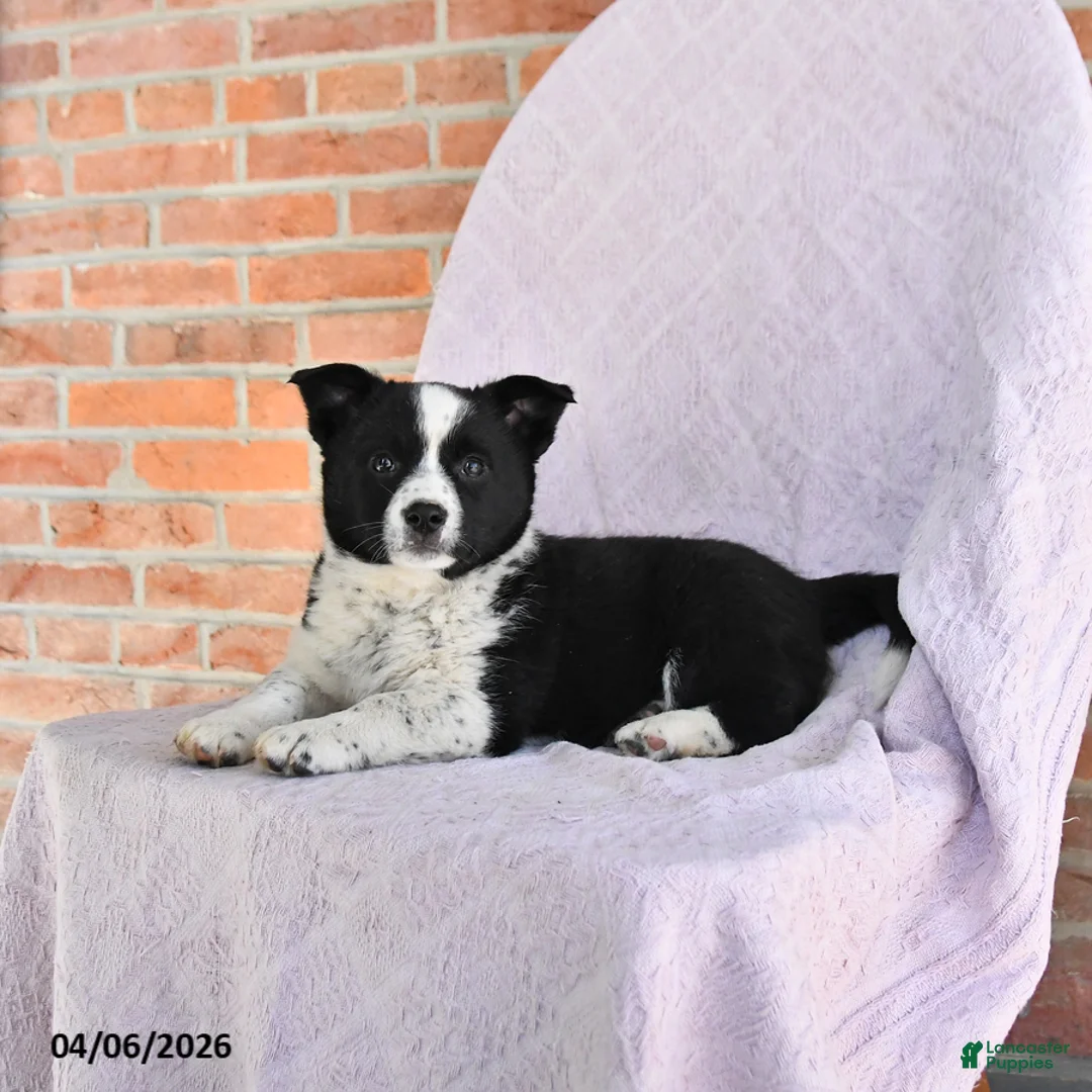 Mixed Breed dogs for sale: Cash - Ad 1