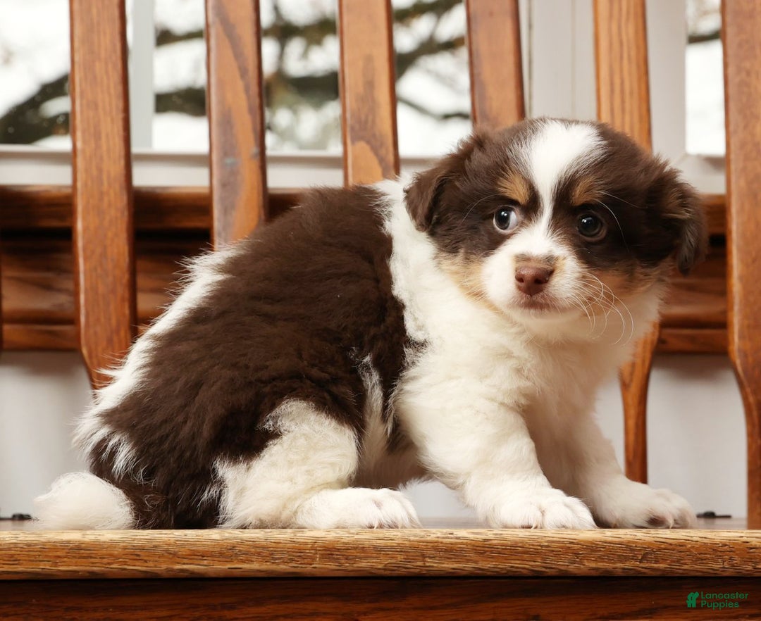 Havanese dogs for sale: Thomas - Ad 7