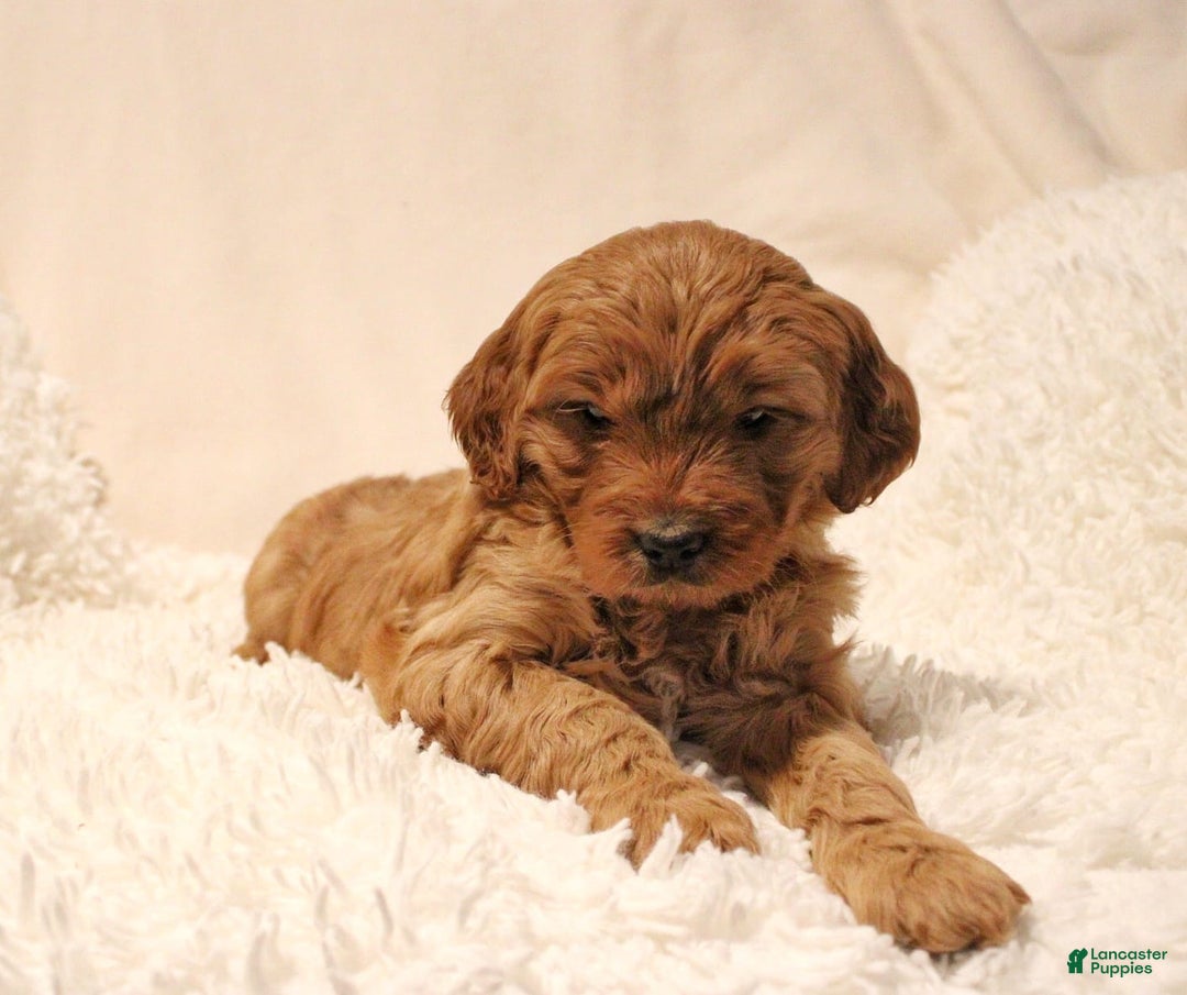 Mini Goldendoodle dogs for sale: Livvy - Ad 3