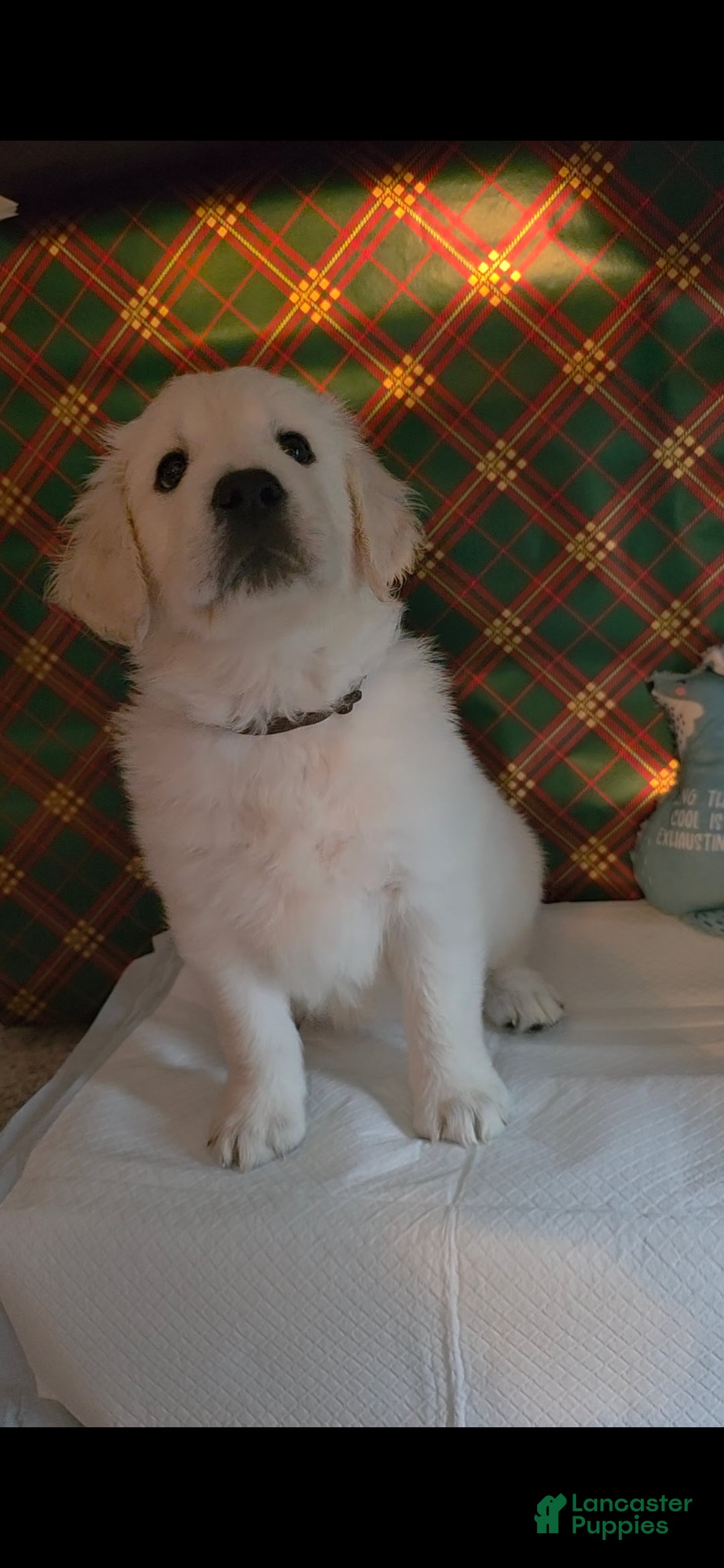 Golden Retriever dogs for sale: Lilly - Ad 1