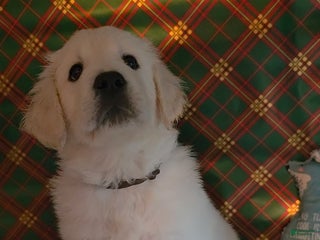 Golden Retriever dogs Lilly - Ad 14