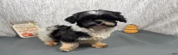 Shih Tzu dogs for sale: Shih Tzu 1 - Ad 4
