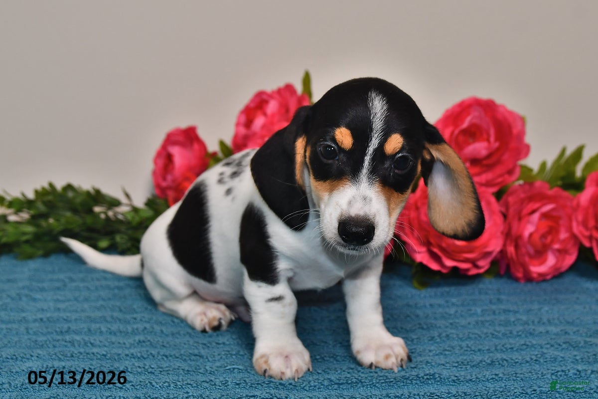 Miniature Dachshund dogs Leo - Ad 2