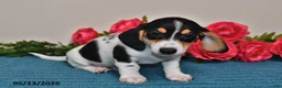 Miniature Dachshund dogs for sale: Leo - Ad 2