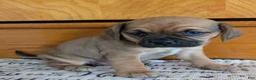 Puggle dogs for sale: Kenzie  - Ad 17