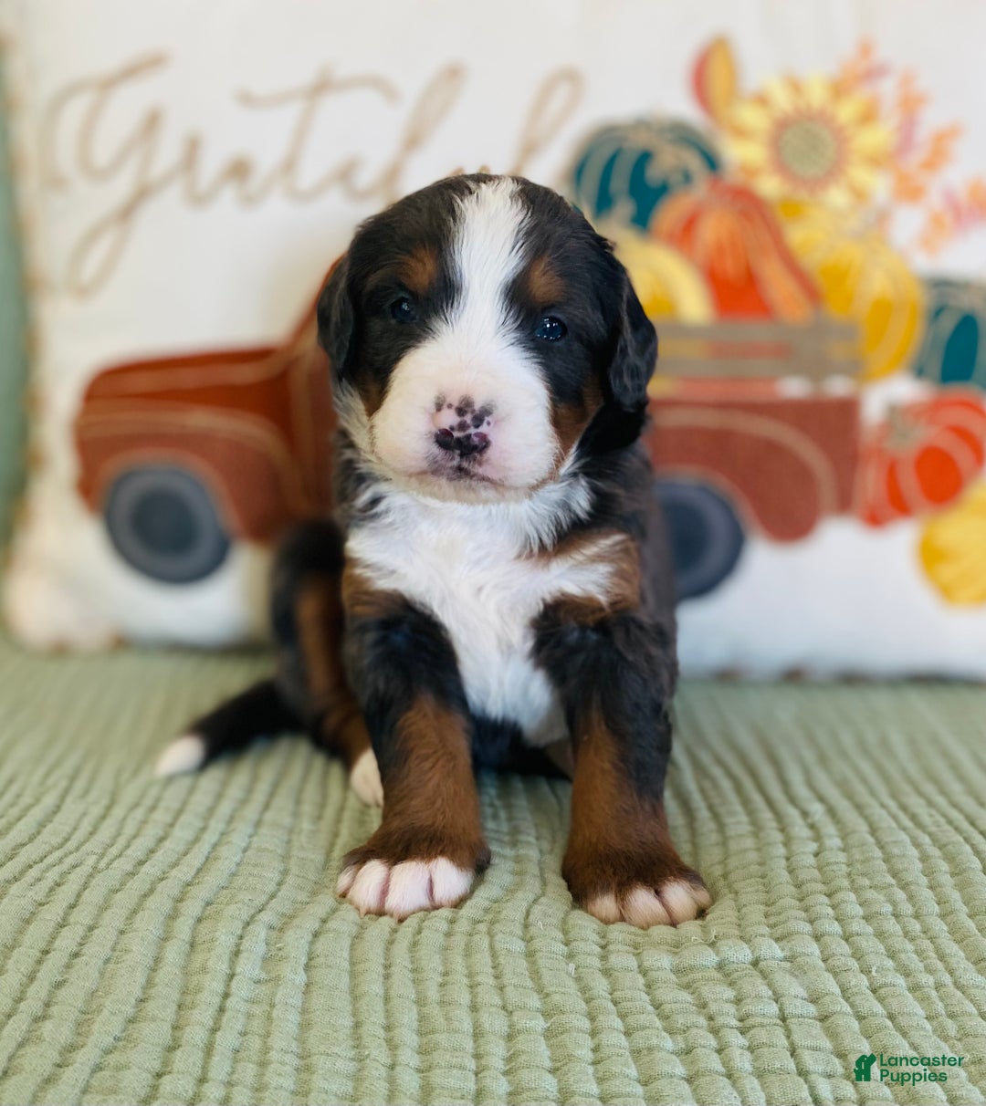 Gallery Image {{count}}