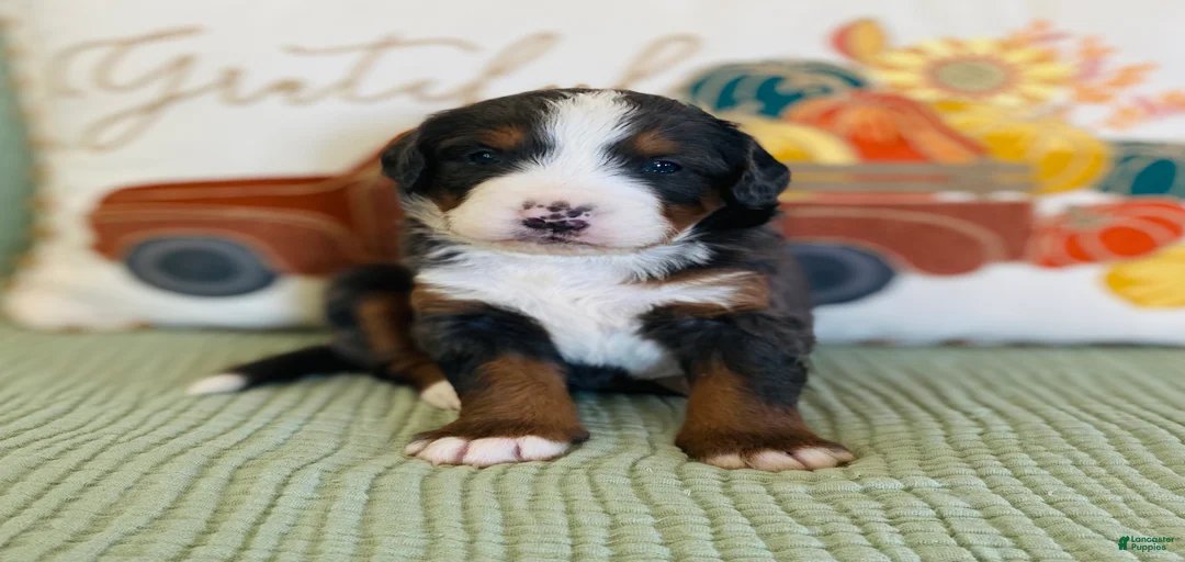 Gallery Image {{count}}