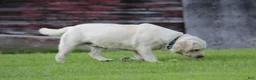 Labrador Retriever dogs for stud: Ukrainian Import Yellow Stud - Ad 4