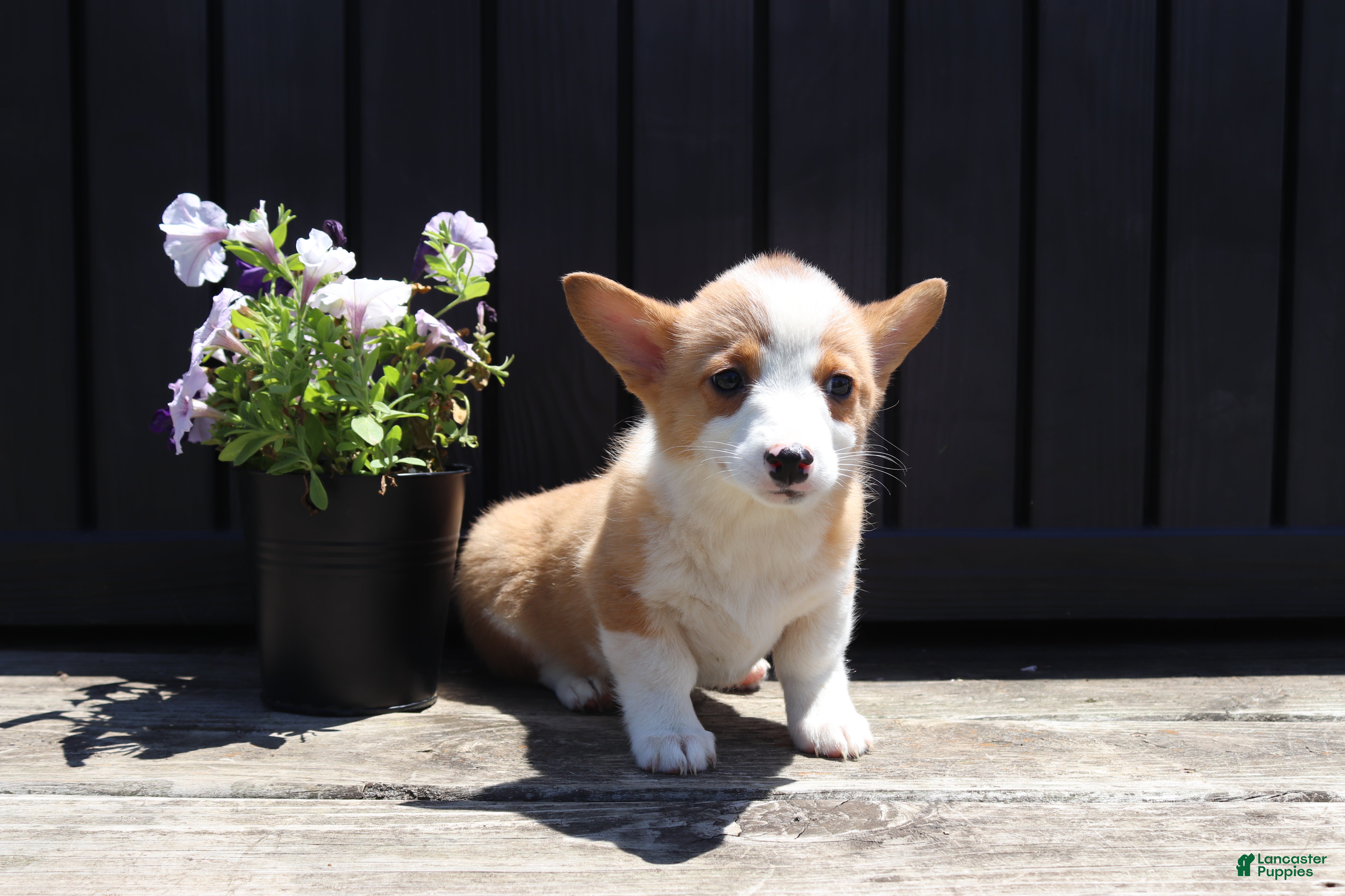 Welsh Corgi Pembroke dogs Savy - Ad 1